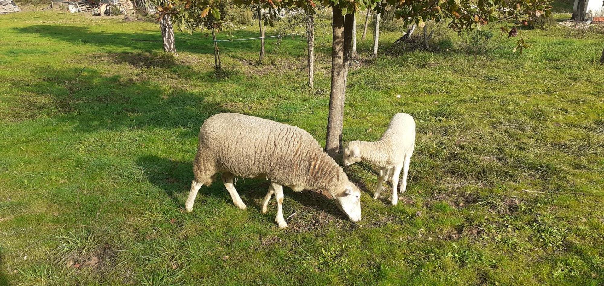 Quinta D' Luzarcoiris * Arganil